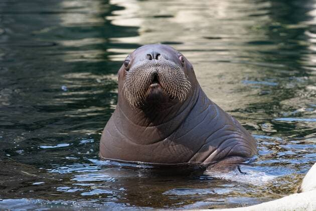 Entertainment Themen der Woche KW21 Entertainment Bilder des Tages Hallo Wasser da bin ich! - Erste offizielle Schwimmstunde - 80 Kilogramm schwerer Hamburger Baby - Schnauzbartträger taucht zum ersten Mal auf - Begleitet wird Walrossbaby von der 23-jährigen Mutter Polosa - Hagenbecks Tierpark Hamburg Walross Hagenbeck - Tierpfleger Dirk Stutzki -;Hallo Wasser da bin ich! - Erste offizielle Schwimmstunde - 80 Kilogramm schwerer Hamburger Baby - Schnauzbartträger taucht zum ersten Mal auf - Begleitet wird Walrossbaby von der 23-jährigen Mutter Polosa - Hagenbecks Tierpark Hamburg Walross Hagen, Hamburg Hamburg Deutschland Hagenbecks Tierpark *** Hello water there I am First official swimming hour 80 kilogram heavy Hamburg baby moustache carrier dives for the first time on Accompanied is walrus baby from the 23 year old mother Polosa Hagenbecks Tierpark Hamburg Walrus Hagenbeck keeper Dirk Stut