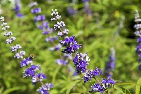 Monk s pepper, Vitex agnus-castus  CSF29338
