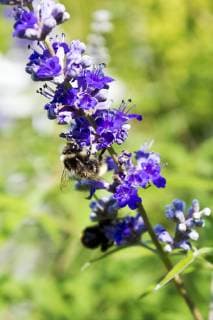 Monk s pepper, Vitex agnus-castus  CSF29339