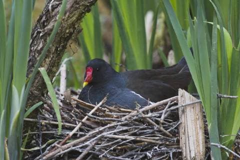 Green-footed Moorhen Gallinula chloropus sits on the nest, Emsland, Lower Saxony, Germany, Europe Copyright: imageBROKER/ErhardxNerger ibxenh04891047.jpg