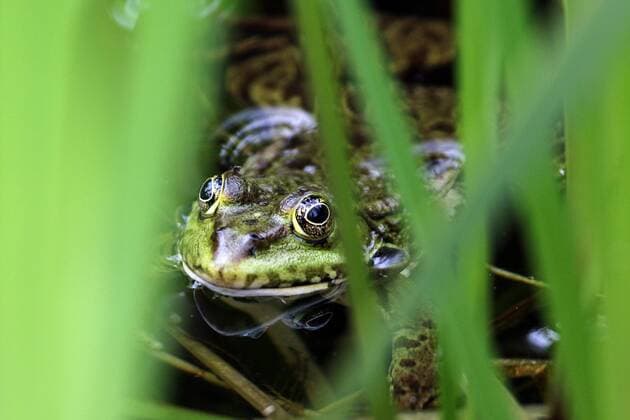 Strictly protected amphibians The water frog, also known as the green frog, is found in a pond with lush vegetation.
