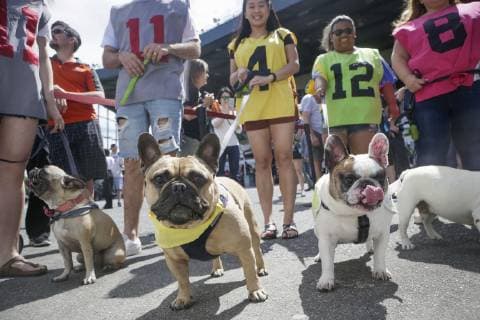 (190527) -- VANCOUVER, May 27, 2019 (Xinhua) -- Dogs and owners are seen during a bulldog race at Hastings Racecourse in Vancouver, Canada, May 26, 2019. About 60 bulldogs competed on the race track for cash prizes and honor on Sunday, kicking off the Dog Days of Summer series at Hastings Racecourse. (Xinhua Liang Sen) CANADA-VANCOUVER-BULLDOG RACE 