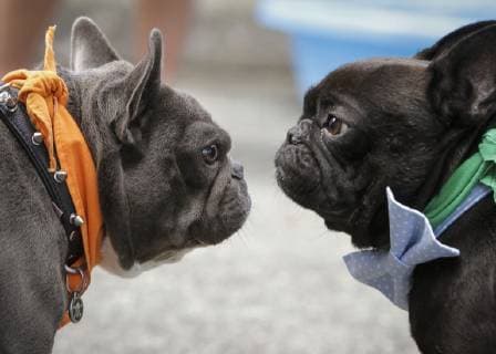 (190527) -- VANCOUVER, May 27, 2019 (Xinhua) -- Two bulldogs interact to each other during a bulldog race at Hastings Racecourse in Vancouver, Canada, May 26, 2019. About 60 bulldogs competed on the race track for cash prizes and honor on Sunday, kicking off the Dog Days of Summer series at Hastings Racecourse. (Xinhua Liang Sen) CANADA-VANCOUVER-BULLDOG RACE 