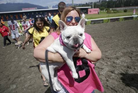 (190527) -- VANCOUVER, May 27, 2019 (Xinhua) -- A dog owner brings along her bulldog during a bulldog race at Hastings Racecourse in Vancouver, Canada, May 26, 2019. About 60 bulldogs competed on the race track for cash prizes and honor on Sunday, kicking off the Dog Days of Summer series at Hastings Racecourse. (Xinhua Liang Sen) CANADA-VANCOUVER-BULLDOG RACE 