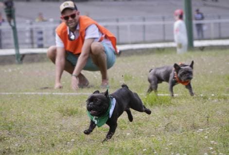 (190527) -- VANCOUVER, May 27, 2019 (Xinhua) -- A bulldog runs on the race track during a bulldog race at Hastings Racecourse in Vancouver, Canada, May 26, 2019. About 60 bulldogs competed on the race track for cash prizes and honor on Sunday, kicking off the Dog Days of Summer series at Hastings Racecourse. (Xinhua Liang Sen) CANADA-VANCOUVER-BULLDOG RACE 