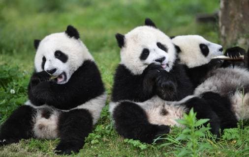 (190528) -- BEIJING, May 28, 2019 (Xinhua) -- Photo taken on May 25, 2019 shows baby giant pandas at the Giant Panda Kindergarten in the Shenshuping base of China Conservation and Research Center for Giant Pandas in Wolong, southwest China s Sichuan Province. The Giant Panda Kindergarten , located in the Wolong National Nature Reserve, raises 18 giant panda babies nowadays. (Xinhua Xue Yubin) XINHUA PHOTOS OF THE DAY 