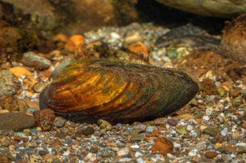 Malermuschel (Unio pictorum, Pollicepes pictorum), mit sichtbarem Atem- und Kloakensiphon painter s mussel (Unio pictorum, Pollicepes pictorum), with visible in and out siphons BLWS528922 Copyright: xblickwinkel A.xHartlx