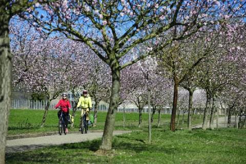 Cyclist in an avenue of flowering almond trees, Siebeldingen, Palatinate Almond Trail, German Wine Route, Rhineland-Palatinate, Germany, Europe Copyright: imageBROKER/NorbertxEisele-Hein ibxnex04892671.jpg