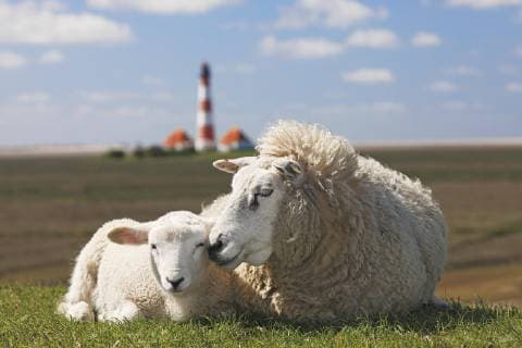 Hausschaf (Ovis gmelini aries) mit Lamm liegt auf Deich vor Leuchtturm Westerheversand, Nordseedeich, Westerhever, Halbinsel Eiderstedt, Schleswig-Holstein, Deutschland, Europa *** House sheep Ovis gmelini aries with lamb lies on dike in front of lighthouse Westerheversand, North Sea dike, Westerhever, peninsula Eiderstedt, Schleswig Holstein, Germany, Europe Copyright: imageBROKER JustusxdexCuveland ibxuve04901997.jpg