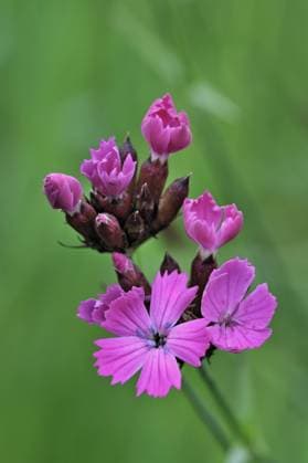 DIANTHUS GENUS Charterhouse Carthusian pink (Dianthus carthusianorum) in flower, Germany  1262065 PhilippexClement