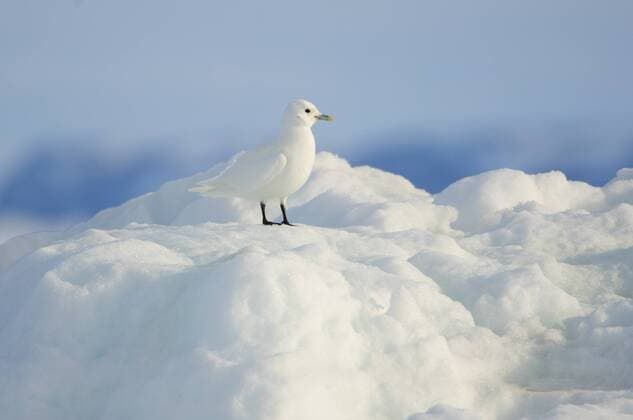 PAGOPHILA EBURNEA Adult Ivory Gull (Pagophila eburnea) resting on sea ice. This arctic dependent species appears to be declining rapidly due to climate change. Resolute, Nunavut, Canada. June.  1265428 GerritxVyn