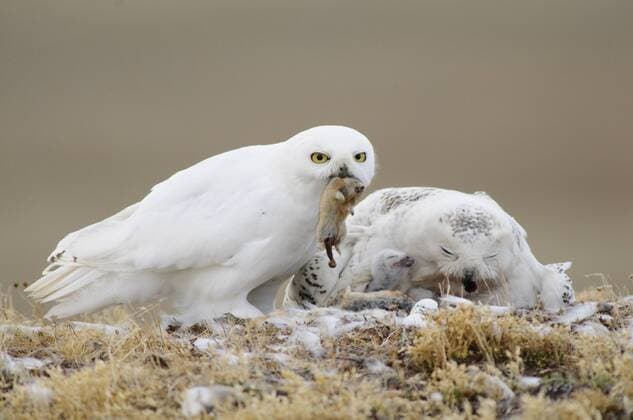 BUBO SCANDIACA Adult male Snowy Owl (Bubo scandiacus) delivering a collared lemming to a female on the nest. The female is feeding a chick. Bathurst Island, Nunavut, Canada. June.  1265439 GerritxVyn