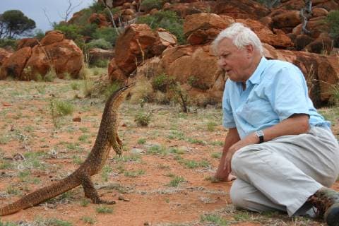 PRESENTER David Attenborough observing an Argus monitor lizard (Varanus panoptes rubidus) Western Australia, November 2006, on location for BBC NHU series Life in Cold Blood This species of monitor rears up on its hind legs to look out for predators or prey and also as a defensive posture when threatened.  1266570 MilesxBarton