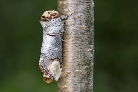 PHALERA BUCEPHALA Buff tip moth (Phalera bucephala) on branch, mimicking piece of wood, Norfolk, England, June  1273959 RobinxChittenden