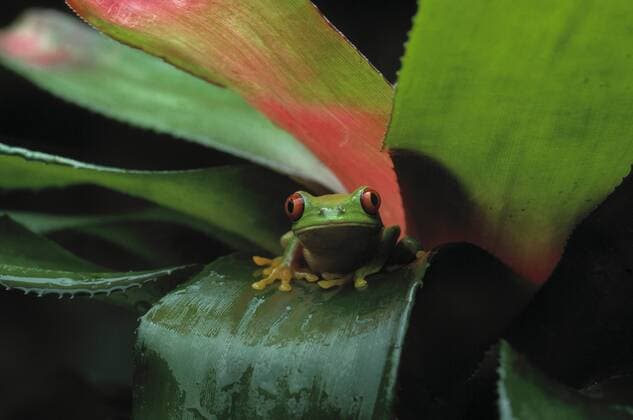 AGALYCHNIS CALLIDRYAS Red eyed tree frog (Agalychnis callidryas) sitting on Bromeliad leaf, controlled conditions, from Central America  1274669 StephenxDalton