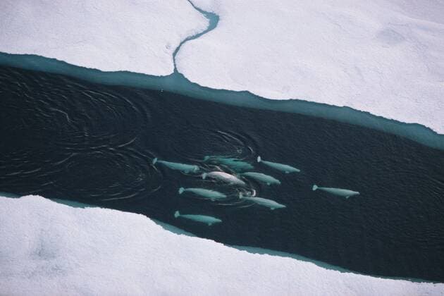 DELPHINAPTERUS LEUCAS Aerial view of Beluga whales (Delphinapterus leucas) travelling up lead, Lancaster Sound, Nunavut, Canadian high Arctic  1276308 DougxAllan