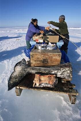 CANADA Inuit man and woman loading butchered Narwhal onto komatik Inuit sledge to transport back to Arctic Bay, Nunavut, Canada, June 2002  1276569 SuexFloodx-xTD