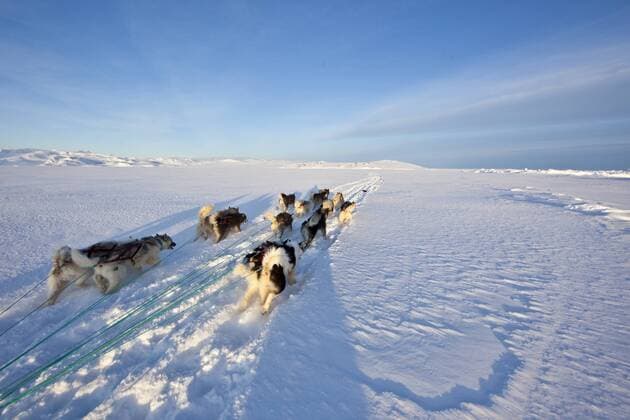 CANIS FAMILIARIS Sled dog team of Greenland huskies (Canis familiaris)running in deep snow near Scoresbysund, Ittoqqortoormiit, North East Greenland. March 2009.  1284278 UrixGolman