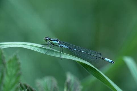 COENAGRION LUNULATUM Irish damselfly (Coenagrion lunulatum) male, Brackagh Moss NNR, County Down, Northern Ireland, UK, June  1287012 RobertxThompson