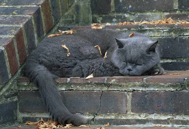 IMAGO Creative, Jahreszeit Herbst auf dem Land FELIS CATUS Domestic cat (Felis catus) British blue breed sleeping on stone steps with autumn leaves, UK  1289506 StephenxDalton