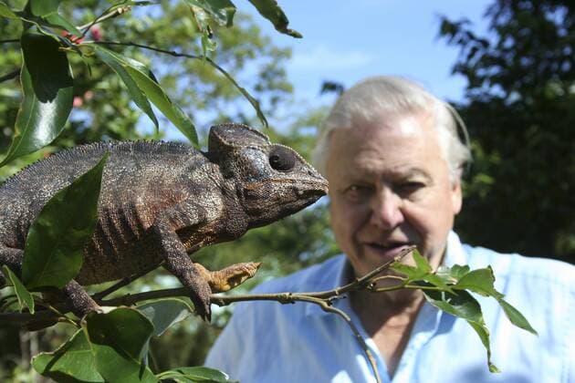 IMAGO ICONS: Sir David Attenborough PRESENTER Sir David Attenborough observing a male Oustalet’s chameleon (Furcifer oustaleti) the largest chameleon in the world, Montagne D’Ambre, Madagascar, on location for filming of BBC NHU series Life in Cold Blood 2006.  1292913 MilesxBarton