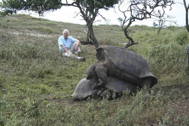 IMAGO ICONS: Sir David Attenborough PRESENTER Sir David Attenborough observing Galapagos Giant tortoises (Geochelone nigra) mating in the shade of a tree, midday, Alcedo Crater, Isabela Is, Galapagos, May 2006, on location for filming for BBC NHU series Life in Cold Blood  1292914 MilesxBarton