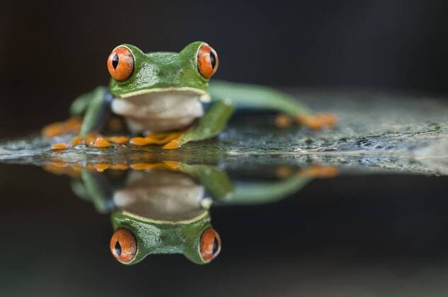 AGALYCHNIS CALLIDRYAS Portrait of Red-eyed tree frog (Agalychnis callidryas) with reflection, Santa Rita, Costa Rica  1294384 BencexMate