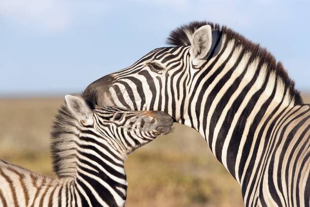 EQUUS QUAGGA Burchell s zebra (Equus quagga) head portrait of adult with foal, Etosha national park, Namibia  1297883 Annx&xStevexToon
