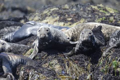 HALICHOERUS GRYPUS Grey seal (Halichoerus grypus) group hauled out at low tide, Bardsey Island, North Wales, UK. May  1305077 MIKExPOTTS