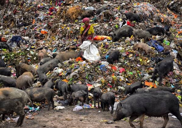 News Themen der Woche KW23 News Bilder des Tages June 5, 2019 - Kolkata, WEST BENGAL, India - Pigs feed at dump yard on world Environment day..World Environment day is celebrated on 5th June globally, calling for attention against polluting the environment..Smoke and the smell from the dump area pollute the air and the environment as a whole which may cause danger to human life. Kolkata India - ZUMAs197 20190605_zab_s197_002 Copyright: xAvishekxDasx