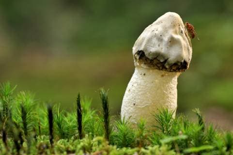 IMAGO Nature: Unsere Erde: Pflanzenwelt: Hässliche Pflanzen PHALLUS IMPUDICUS Stinkhorn fungus (Phallus impudicus) with fly, Lorraine, France, September  1315752 MichelxPoinsignon