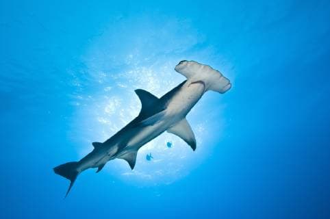 SPHYRNA MOKARRAN A large Great hammerhead shark (Sphyrna mokarran), about 4m in length, cruises overhead. Bahamas, Tropical West Atlantic Ocean. All uses in connection with the luxury fashion industry worldwide from 17 March 2023 to 31 May 2025 must be cleared in advance and approved by Nature Picture Library!  1315758 AlexxMustard