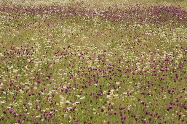 DIANTHUS GENUS Meadow with Carthusian Pink (Dianthus carthusianorum) and Oxeye daisy (Leucanthemum vulgare) flowers, Berlin-Adlershof, Germany, June  1324610 FlorianxMöllers