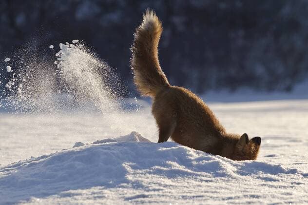 VULPES VULPES Red fox (Vulpes vulpes) digging in snow, Kamchatka, Far east Russia, January  1328311 SergeyxGorshkov