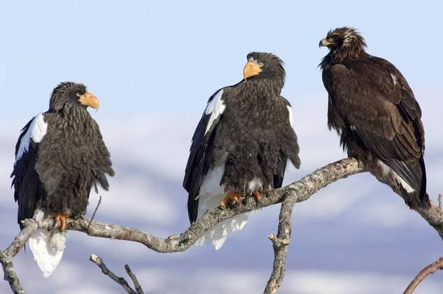 HALIAEETUS PELAGICUS Two Steller s sea eagle (Haliaeetus pelagicus) and a Golden eagle (Aquila chrysaetos) perched, Lake Kuril, Kamchatka, Far East Russia, January  1328414 SergeyxGorshkov