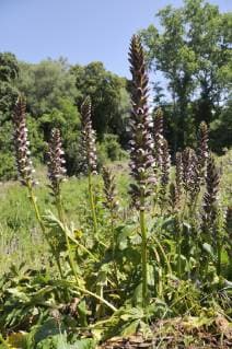 ACANTHUS GENUS Bear s Breeches (Acanthus mollis) clump flowering. Filitosa, Corsica, France, June.  1347928 NickxUpton