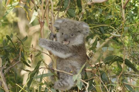 PHASCOLARCTOS CINEREUS Young Koala (Phascolarctos cinereus) sitting in tree, Victoria, Australia, December  1354813 DavexWatts