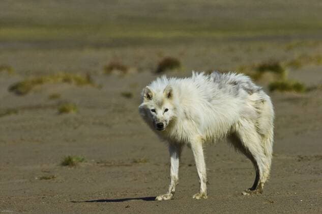 CANIS LUPUS Wild Arctic wolf (Canis lupus) male, Ellesmere Island, Nunavut, Canada, June 2008. Taken on location for BBC series, Frozen Planet, Summer  1356796 JeffxWilson