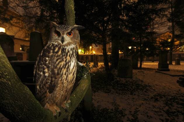 BUBO BUBO Portrait of Eagle Owl (Bubo bubo) in tree at dusk. Freiburg im Breisgau, Germany, January.  1357478 KlausxEchle
