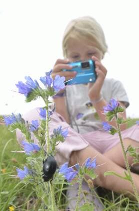 FRANCE Child in garden photographing flowers and insects. France, Europe, August. Model released.  1361983 DanxBurton