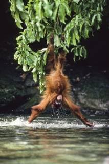 PONGO PYGMAEUS Orang-Utan (Pongo pygmaeus) lowering itself from a branch head-first into water. Gunung Leuser National Park, Sumatra.  1362959 KonradxWothe