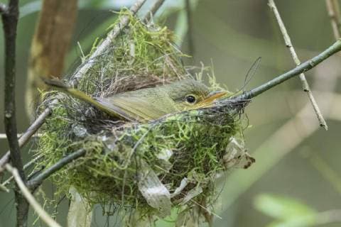 Shortbilled Bulbul Xanthomixis zosterops breeding in nest, Andasibe Mantadia National Park, Madagascar, Africa Copyright: imageBROKER/HerbertxKratky iblhfk04903561.jpg