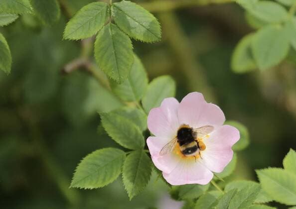 Berlin, Dunkle Erdhummel (Bombus terrestris) *** Berlin, Dark Bumble Bee Bombus terrestris