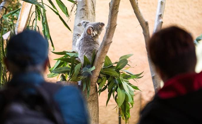 The new Koala female Sydney in the Zoo Dresden