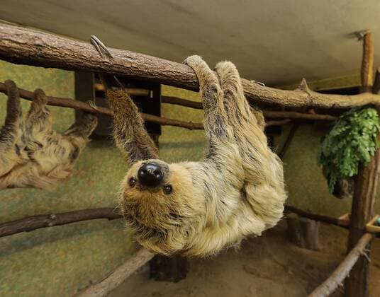 Entertainment Bilder des Tages 14.06.2019 Bergzoo Halle : Das älteste Faultier der Welt , Paula feiert heute 50.sten Geburtstag Zweifingerfaultier oder Unau – teilweise auch nur Zweifinger-Faultier genannt Choloepus didactylus *** 14 06 2019 Bergzoo Halle The oldest sloth in the world , Paula celebrates his 50th birthday today Two-finger sloth or Unau - partly only two-finger sloth called Choloepus didactylus