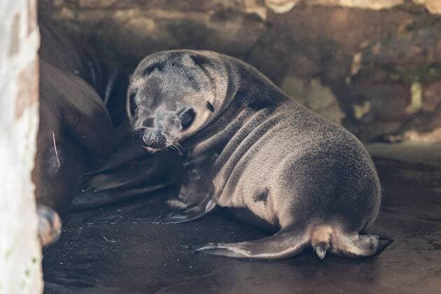 Entertainment Themen der Woche KW25 Entertainment Bilder des Tages Seelöwen Nachwuchs im Kölner Zoo Lucy ist der erste Nachwuchs seit 2015 bei den Kalifornischen Seelöwen. Erstmalig wurde die neunjährige Lina Mutter. Köln Kölner Zoo NRW Deutschland *** Seelöwen Nachwuchs im Kölner Zoo Lucy is the first offspring since 2015 at the Californian Seelöwen For the first time the nine year old Lina mother Kölner Zoo NRW Kölner Germany