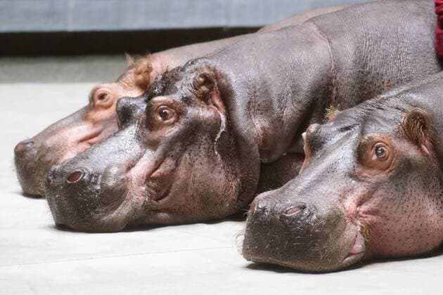 News Themen der Woche KW25 News Bilder des Tages MOSCOW, RUSSIA â€“ JUNE 19, 2019: Hippos during rehearsal of a Sand Tale show at the Grand Moscow State Circus in Prospekt Vernadskogo Street. Vyacheslav Prokofyev TASS  TS0B021E