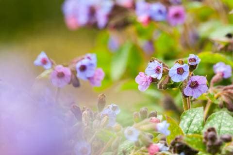 Echtes Lungenkraut, Geflecktes Lungenkraut (Pulmonaria officinalis), bluehend, Niederlande, Friesland Common lungwort (Pulmonaria officinalis), blooming, Netherlands, Frisia BLWS534588 Copyright: xblickwinkel AGAMI W.xLeursx