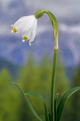 Maerzenbecher, Maerzbecher, Fruehlings-Knotenblume, Fruehlingsknotenblume, Schneerose, Maerzgloeckchen (Leucojum vernum), Einzelbluete, Deutschland, Bayern spring snowflake (Leucojum vernum), single flower, Germany, Bavaria BLWS534866 Copyright: xblickwinkel S.xDerderx