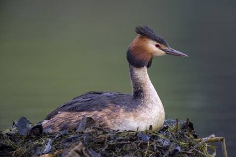 Scotland, breeding Great crested grebe  MJOF01699